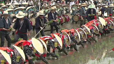 Japan celebrates rice planting tradition – nocomment Japan celebrates rice planting tradition – nocomment