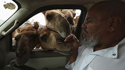 Man not getting the hump with camels despite MERS outbreak Man not getting the hump with camels despite MERS outbreak