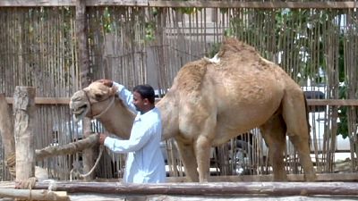 MERS virus reported in Bangladesh MERS virus reported in Bangladesh