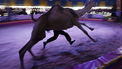 Last run for circus camel Last run for circus camel
