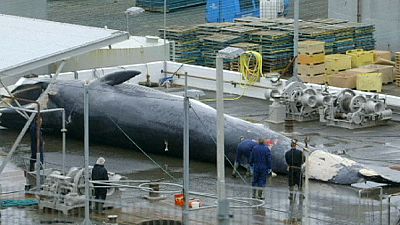 Whaling in Iceland continues despite international ban – nocomment Whaling in Iceland continues despite international ban – nocomment