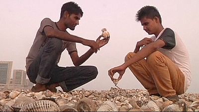 Tons of shellfish wash ashore on Arabian Sea coast – nocomment Tons of shellfish wash ashore on Arabian Sea coast – nocomment