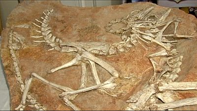 Geschmuggelte Dinosaurier-Fossilien sollen in Mongolei zurückkehren Geschmuggelte Dinosaurier-Fossilien sollen in Mongolei zurückkehren