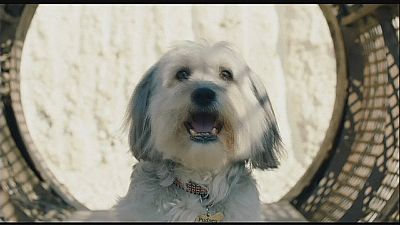 Pudsey the dog does his own stunts in family film ‘Pudsey: The Movie’ Pudsey the dog does his own stunts in family film ‘Pudsey: The Movie’
