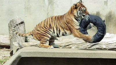 Bear necessities: Zoo animals rip jeans for WWF Bear necessities: Zoo animals rip jeans for WWF