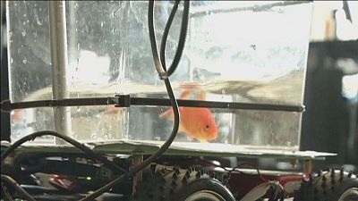 Fish on wheels take their tanks for a spin Fish on wheels take their tanks for a spin