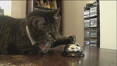 Cats rule, even on video Cats rule, even on video
