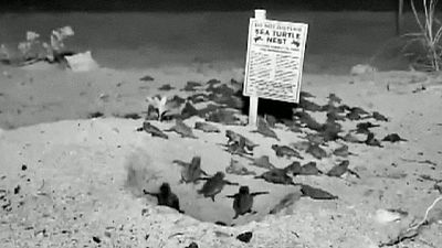100 baby turtles hatch on camera – nocomment 100 baby turtles hatch on camera – nocomment
