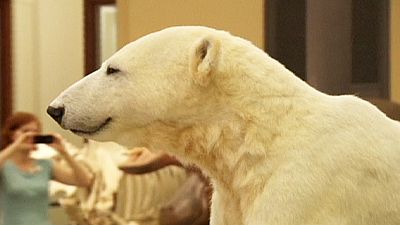 Everlasting Knut: famous bear moves to Natural History Museum – nocomment Everlasting Knut: famous bear moves to Natural History Museum – nocomment