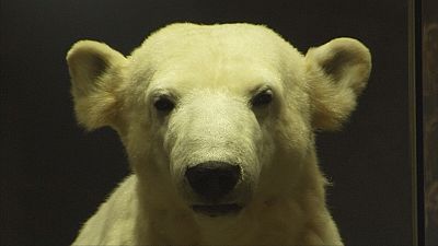 Knut the polar bear, a star in life and death Knut the polar bear, a star in life and death