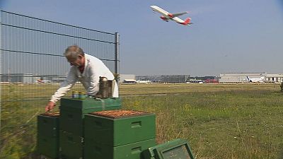 Buzz and roar airport bees used to monitor aircraft pollution Buzz and roar airport bees used to monitor aircraft pollution