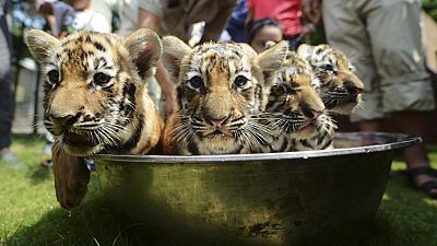 Tiger cubs take a bath Tiger cubs take a bath