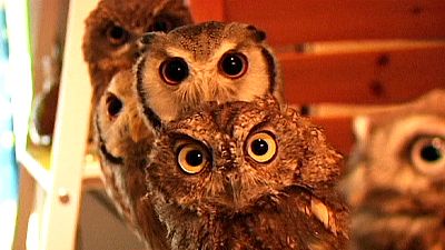 Owl cafe in Tokyo – nocomment Owl cafe in Tokyo – nocomment