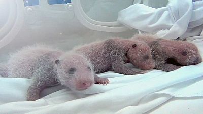 ‘Miracle’ panda triplets see light of day in China ‘Miracle’ panda triplets see light of day in China