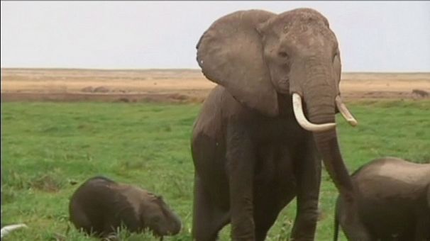 Elephants smell better