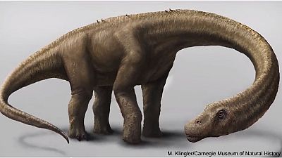 Massive dinosaur remains discovered in Argentina Massive dinosaur remains discovered in Argentina