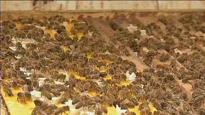 Antibiotikum rezisztencia: a megoldás a méhektől érkezhet Antibiotikum rezisztencia: a megoldás a méhektől érkezhet