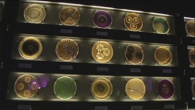 Step inside the Micropia zoo to see the invisible world of microbes Step inside the Micropia zoo to see the invisible world of microbes