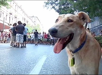 وفاة الكلب اليوناني الشهير لوكانيكوس   euronews, العالم