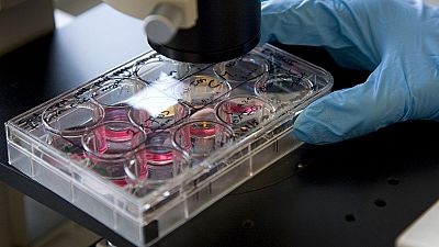 World’s first 3D stomach grown in labs World’s first 3D stomach grown in labs