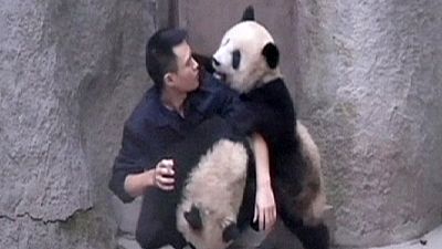 Two young pandas fighting with their breeder – nocomment Two young pandas fighting with their breeder – nocomment