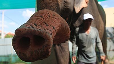 Farewell ceremony for Cambodian elephant Sambo Farewell ceremony for Cambodian elephant Sambo