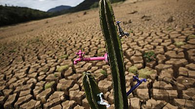 Cactus installation highlights Sao Paulo’s drought crisis Cactus installation highlights Sao Paulo’s drought crisis