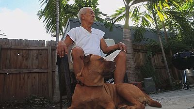 Tests on dogs in hope of prolonging human lifespan Tests on dogs in hope of prolonging human lifespan