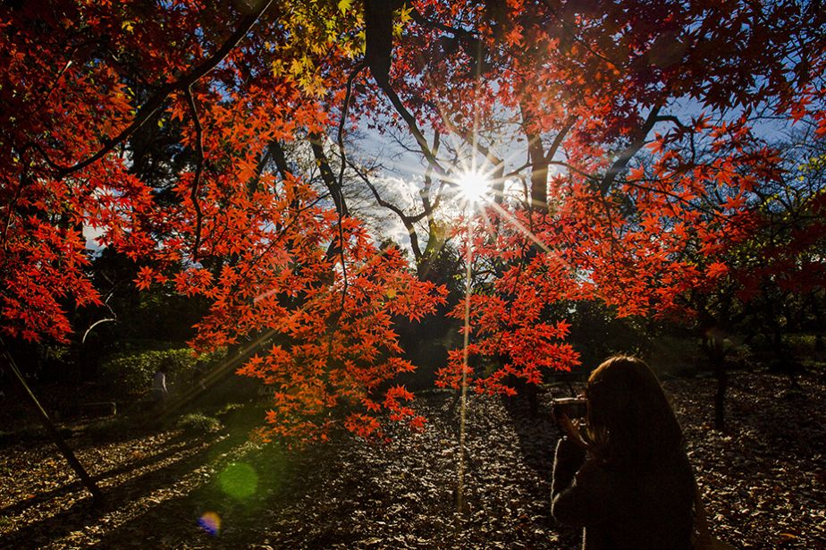 Soleil d'automne dans un jardin japonais