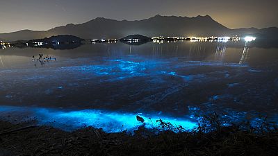 Harmful algae turns Hong Kong seas blue Harmful algae turns Hong Kong seas blue