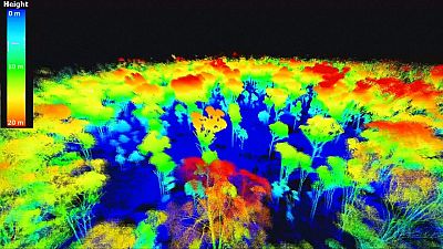 Laser scanning trees Laser scanning trees