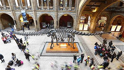 Outcry after London museum retires Dippy the dinosaur Outcry after London museum retires Dippy the dinosaur