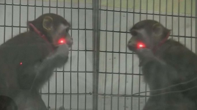 quels animaux se reconnaissent dans un miroir