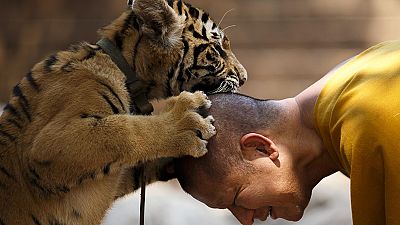 Buddhist monk plays with Thai tiger Buddhist monk plays with Thai tiger