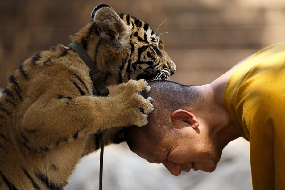Un moine bouddhiste joue avec un tigre