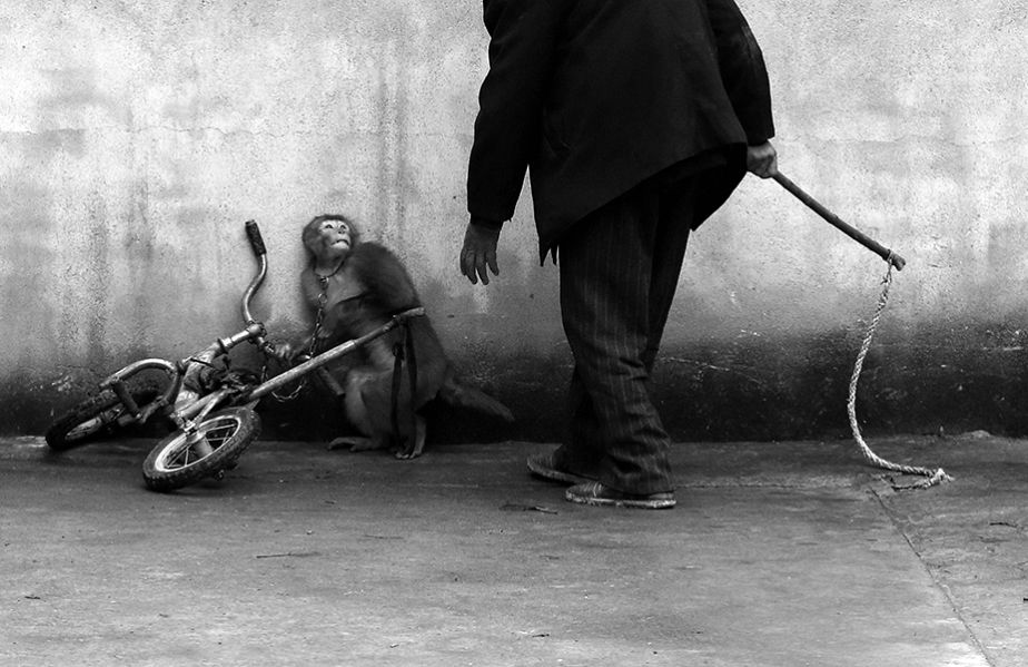 World Press Photo : image glaçante du dressage d'un singe