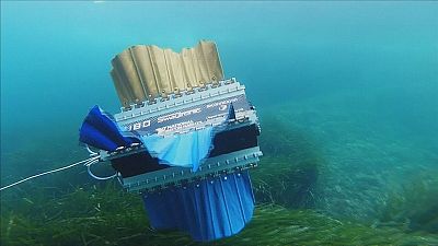 Robot cuttlefish ready for underwater action Robot cuttlefish ready for underwater action