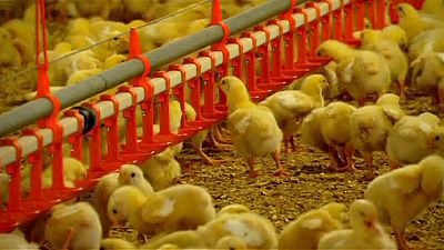 Germany announces progress in the field of ‘designer chickens’ Germany announces progress in the field of ‘designer chickens’