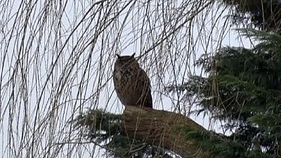 Dutch town cowers in terror over Eagle owl attacks Dutch town cowers in terror over Eagle owl attacks