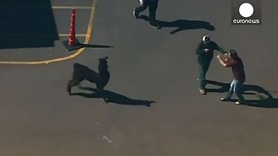 Watch: Llama drama as daring duo give hapless captors the slip Watch: Llama drama as daring duo give hapless captors the slip
