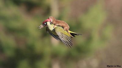 Woodpecker and weasel vs the internet Woodpecker and weasel vs the internet