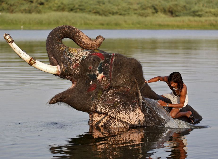 Le bain de l'éléphant