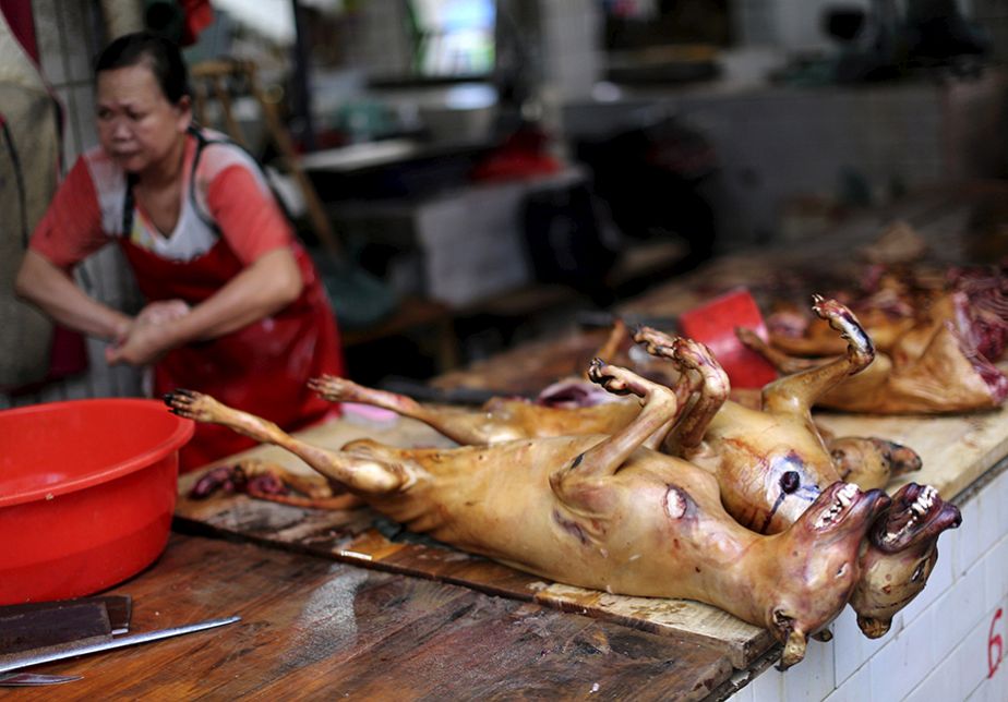 Chine : le festival controversé de la viande de chien