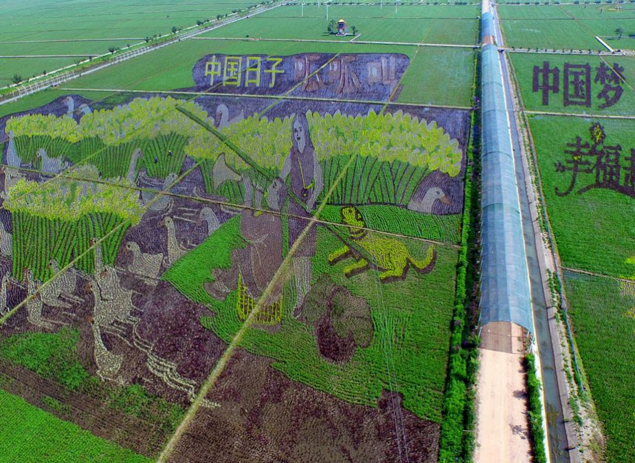 Le riz, oeuvre d'art dans les champs chinois