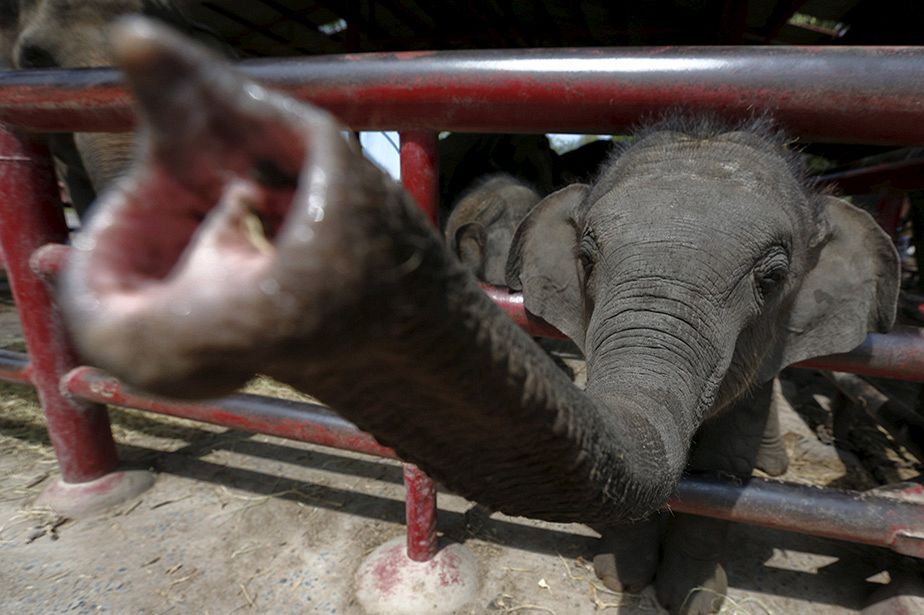 Tailandia se prepara para celebrar el Día Mundial del elefante