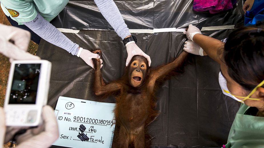 L'examen médical d'un Orang-outan avant son retour en Indonésie