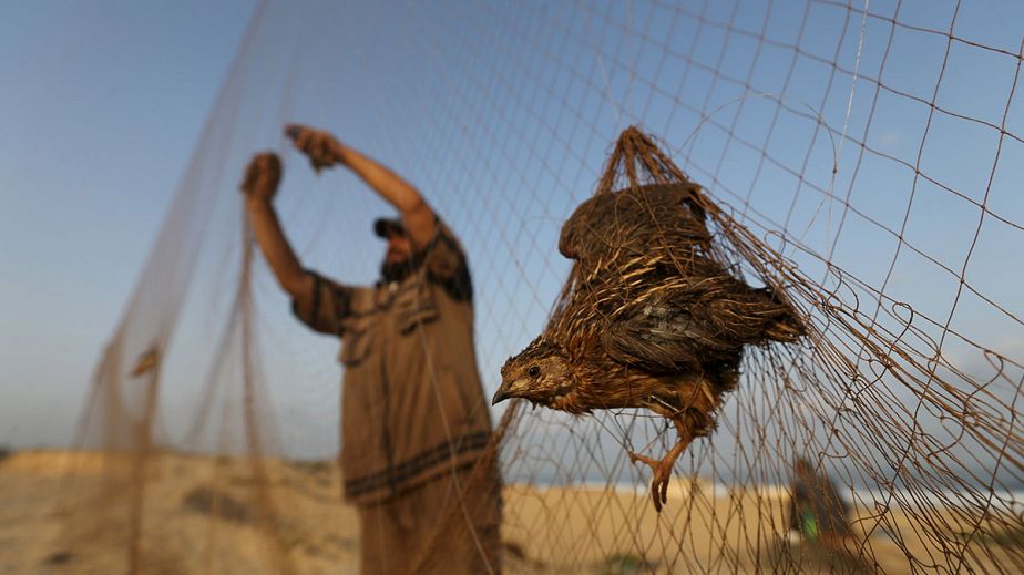 Des oiseaux migrateurs piégés sur la bande de Gaza