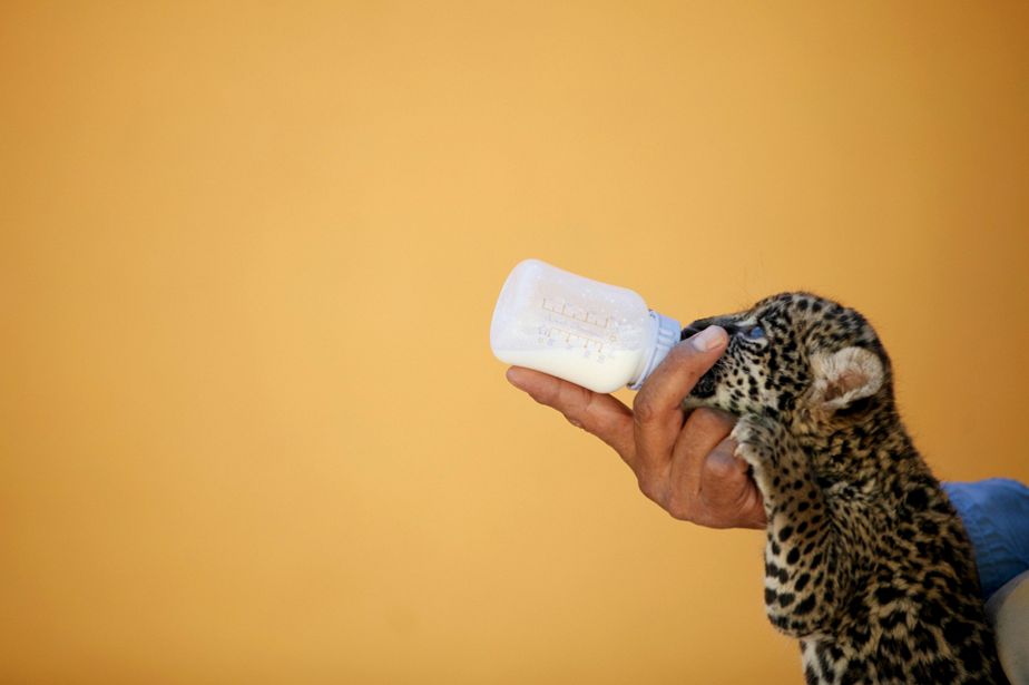 Bébé jaguar présenté au public