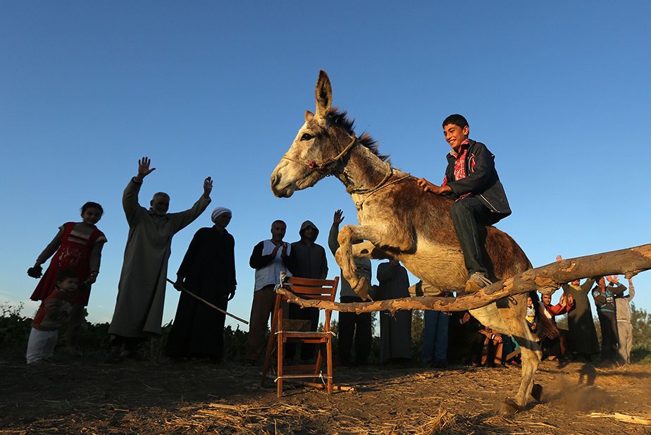 Un jeune Egyptien entraine son âne au saut d'obstacle