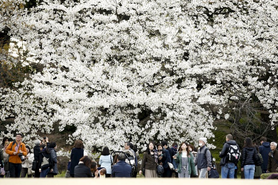 Les cerisiers sont en fleurs, les Japonais en joie
